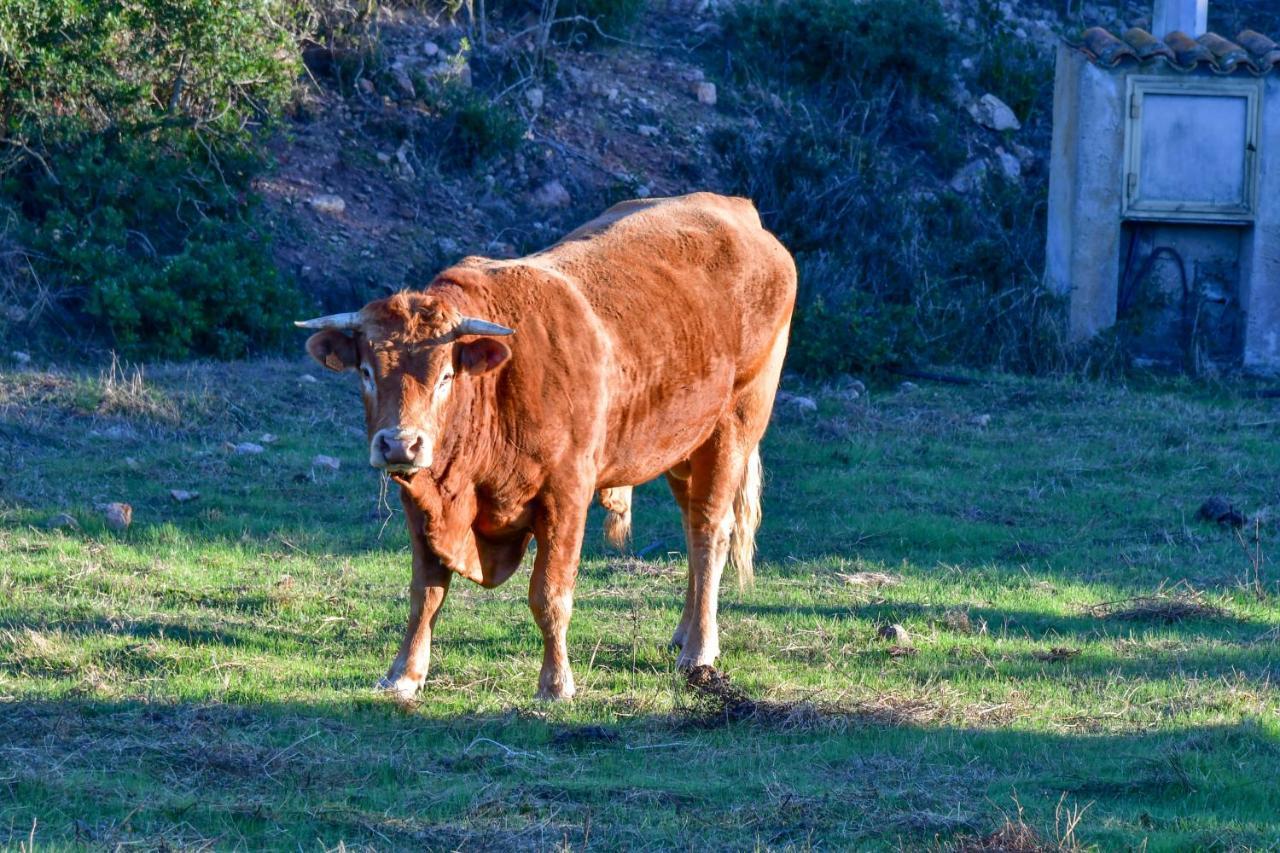 فيلا Agriturismo Sardo Campavaglio المظهر الخارجي الصورة